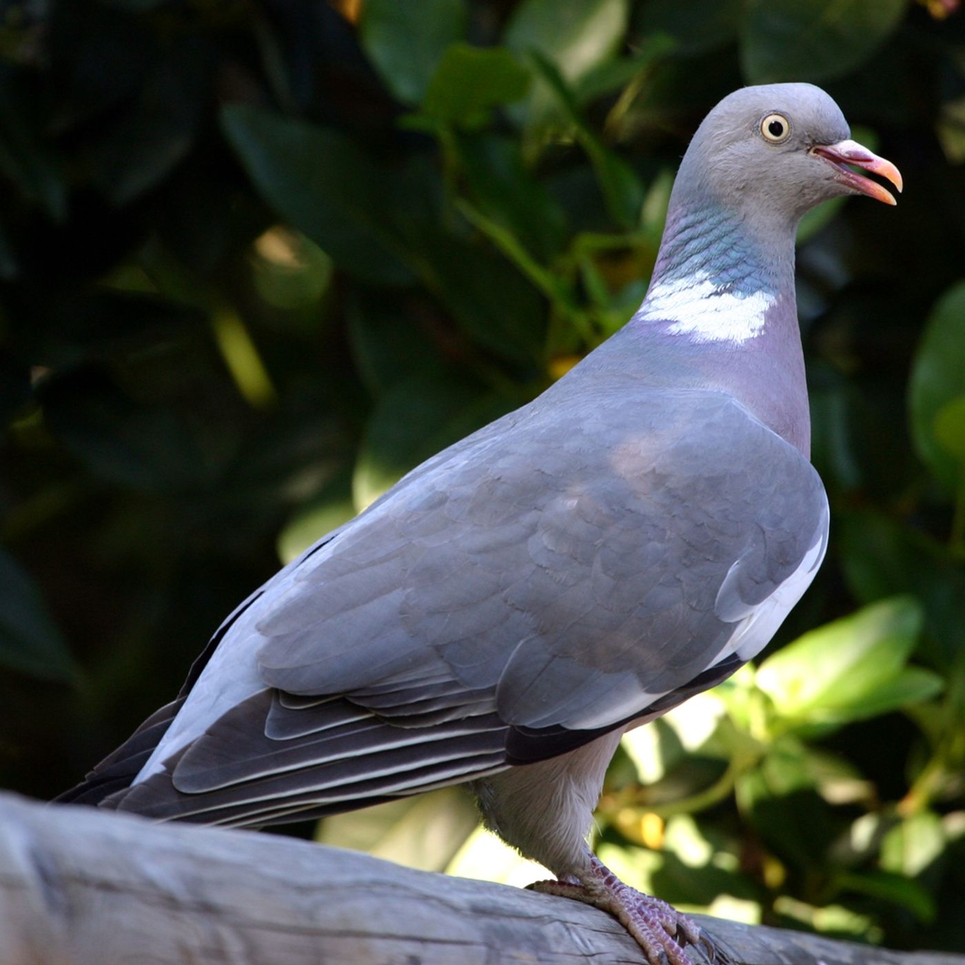 Would you hate JVS if he shot the noisy pigeons on his roof? episode artwork