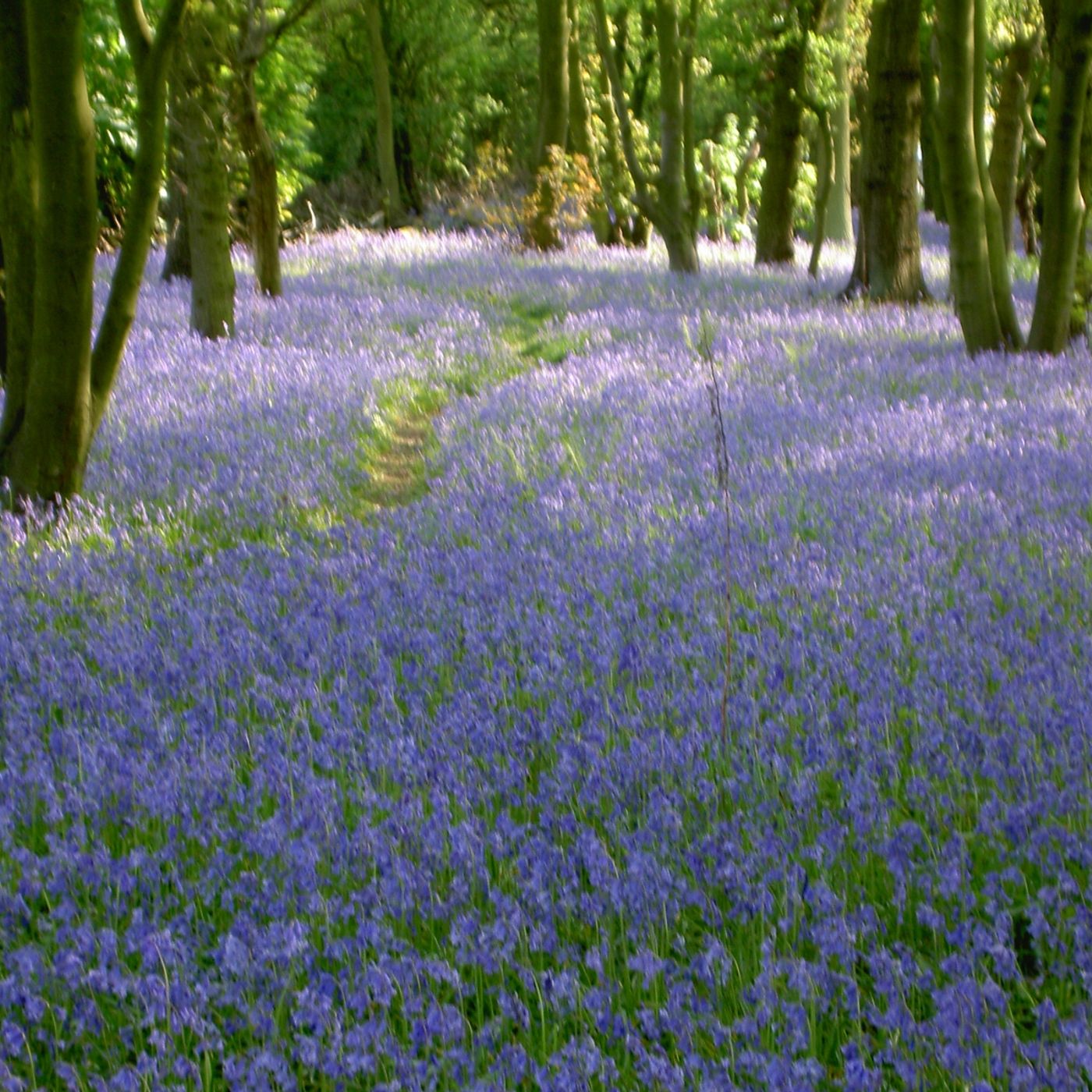 Best Bluebell Wood in Midlands at Hilton Park Services M6 southbound! episode artwork