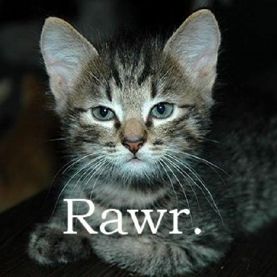 rawrrr