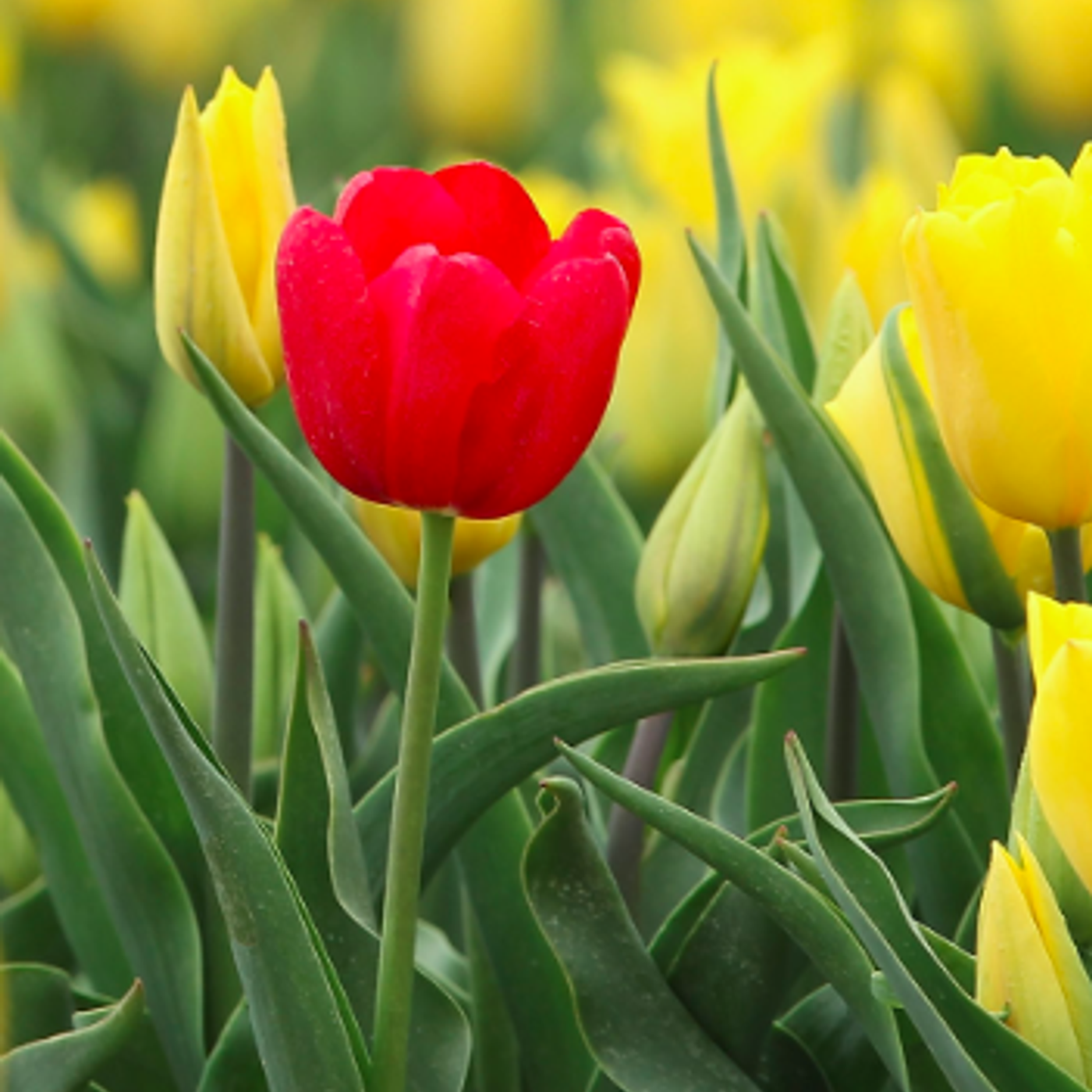 Alan Titchmarsh\'s Gardening Tips