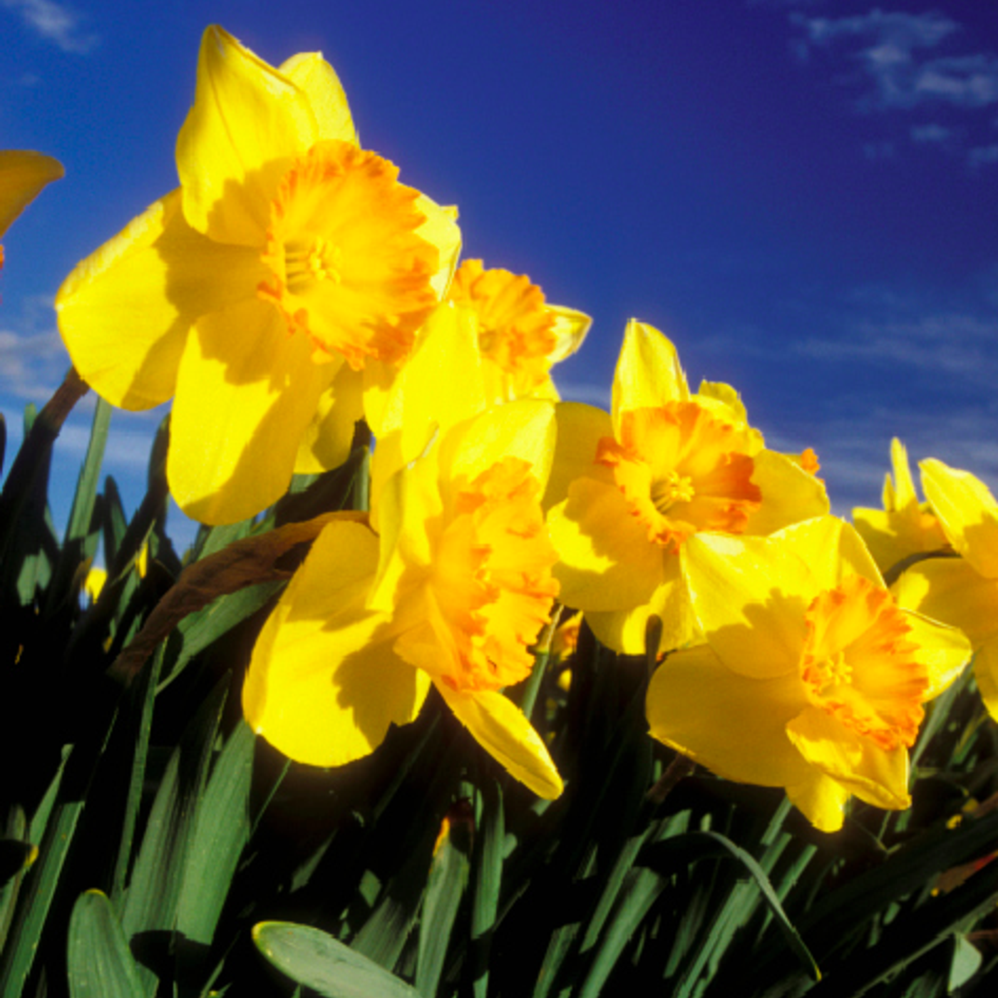 Alan Titchmarsh\'s Gardening Tips