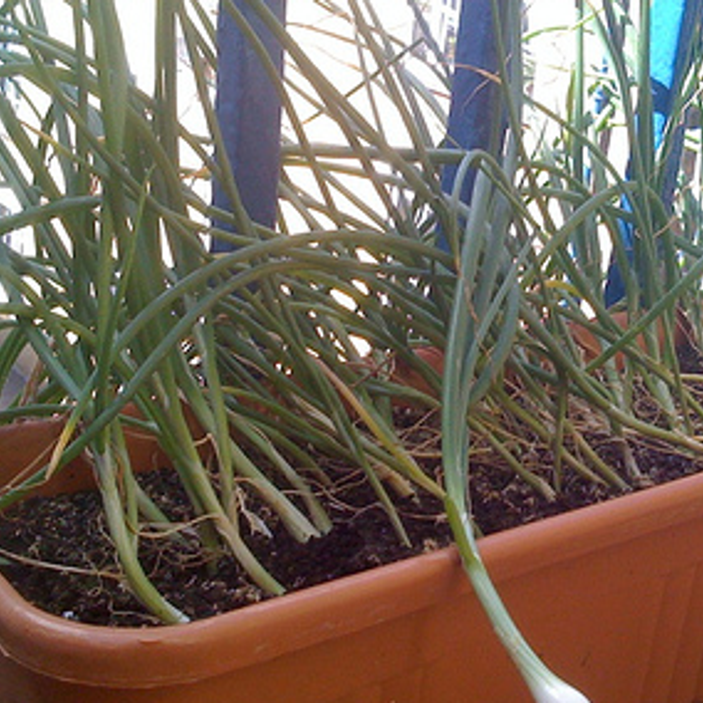 Alan Titchmarsh\'s Gardening Tips