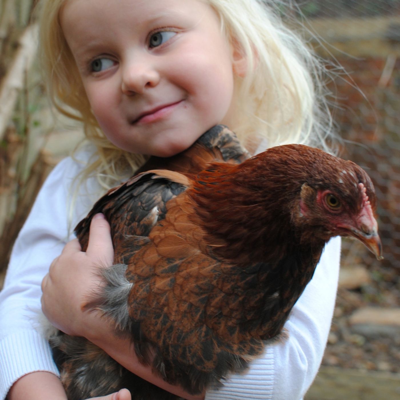 Burford Brown Chickens episode artwork