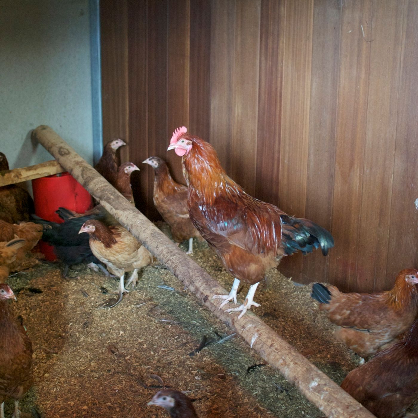 Burford Brown Chickens in the stable episode artwork