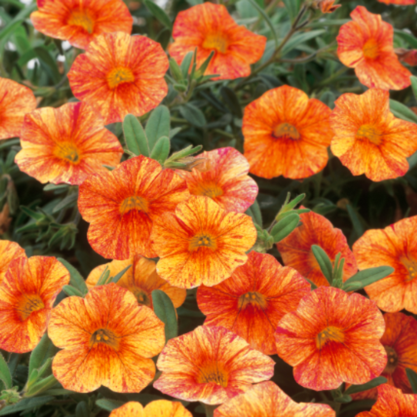 Alan Titchmarsh\'s Gardening Tips