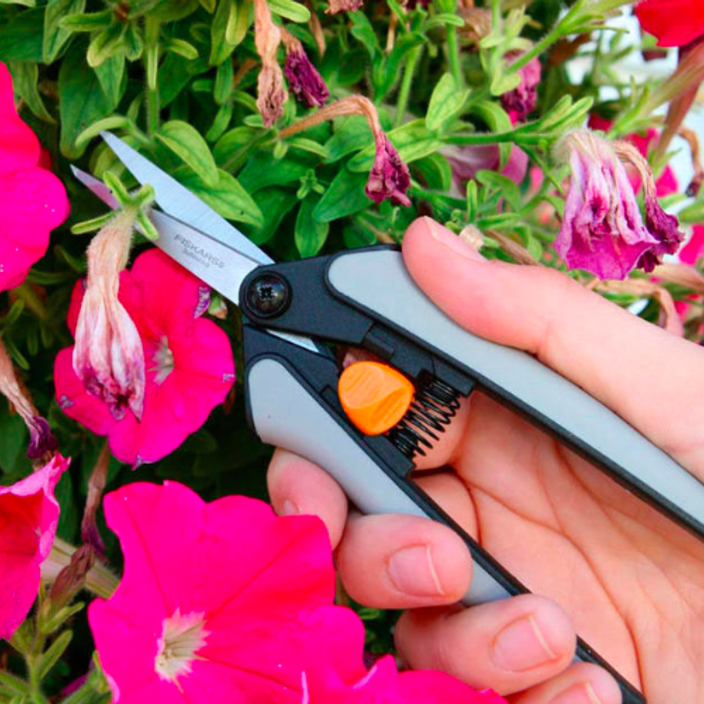 Alan Titchmarsh\'s Gardening Tips