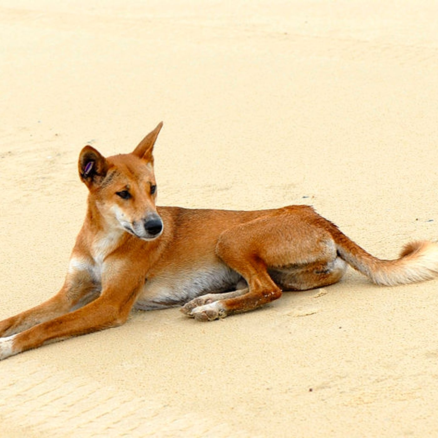 Open up Sturt National Park to dingoes, say University of Sydney scientists (ABC Rural)