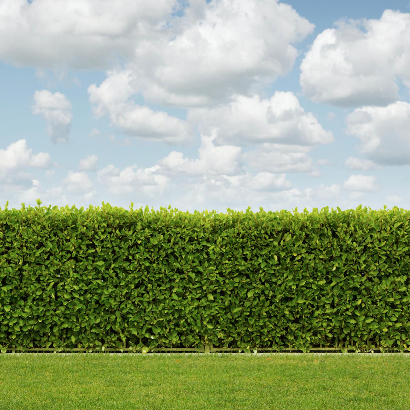 Alan Titchmarsh\'s Gardening Tips