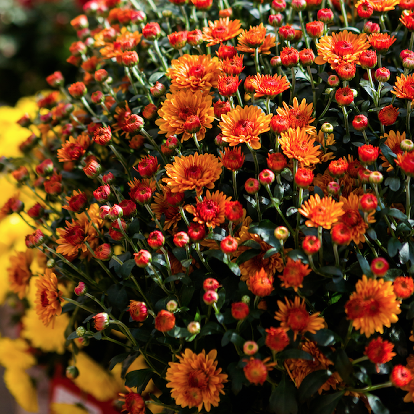 Alan Titchmarsh\'s Gardening Tips