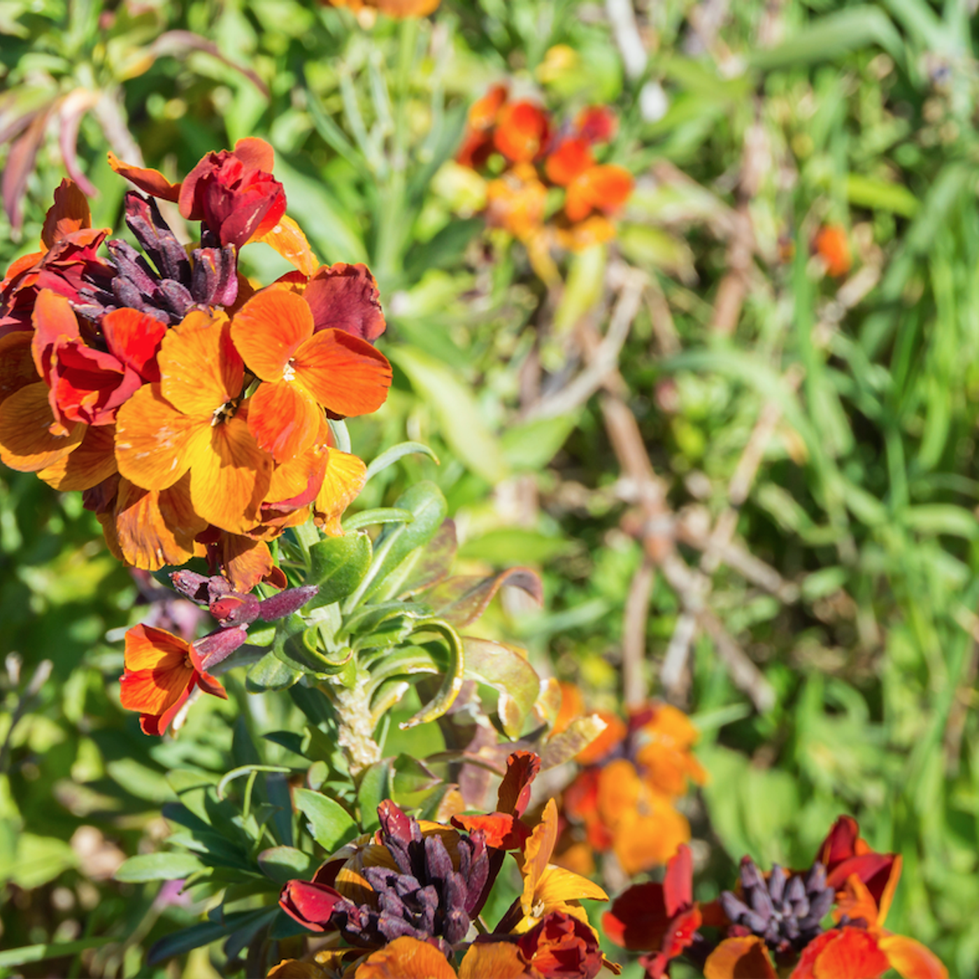 Alan Titchmarsh\'s Gardening Tips