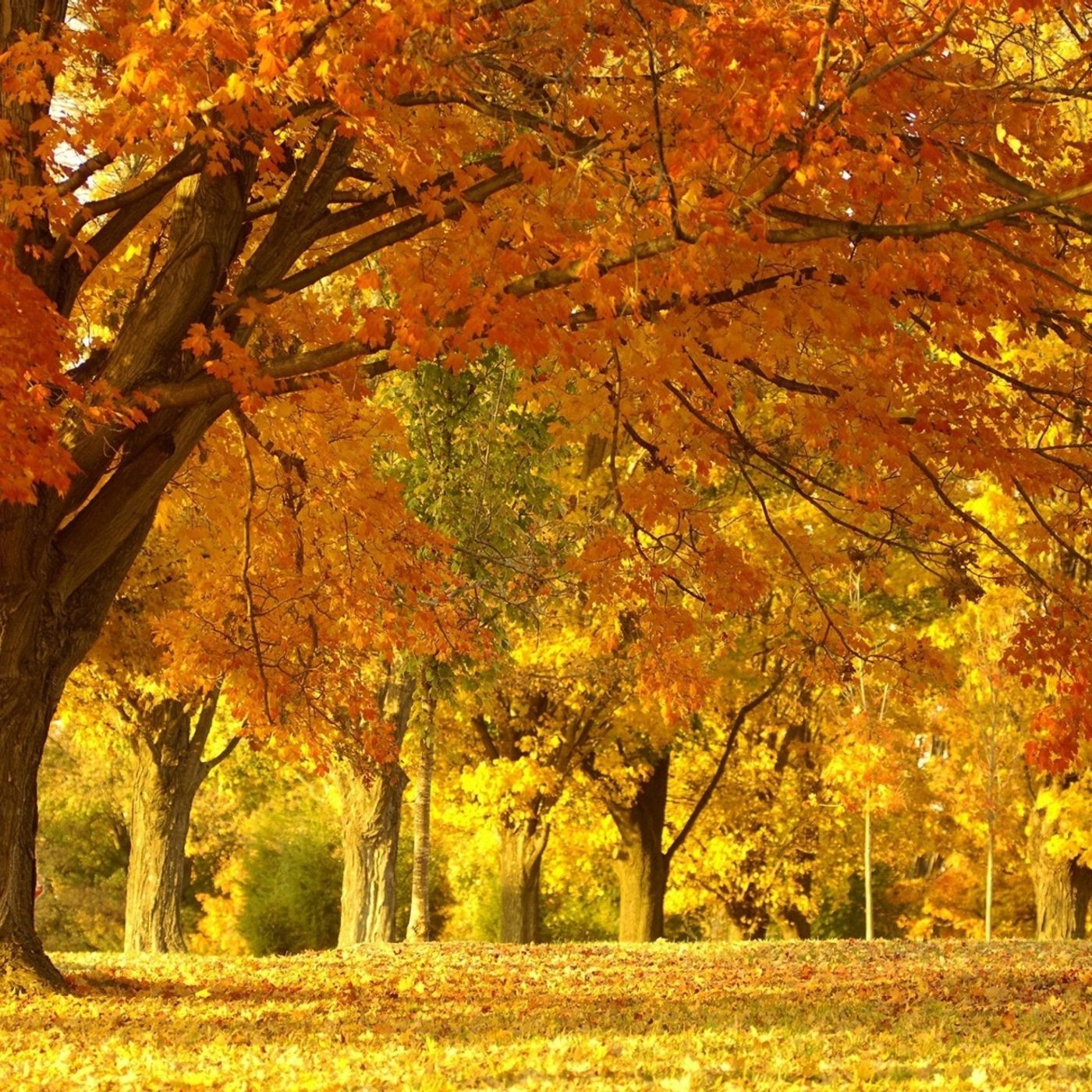 Autumn Leaves Reprised episode artwork