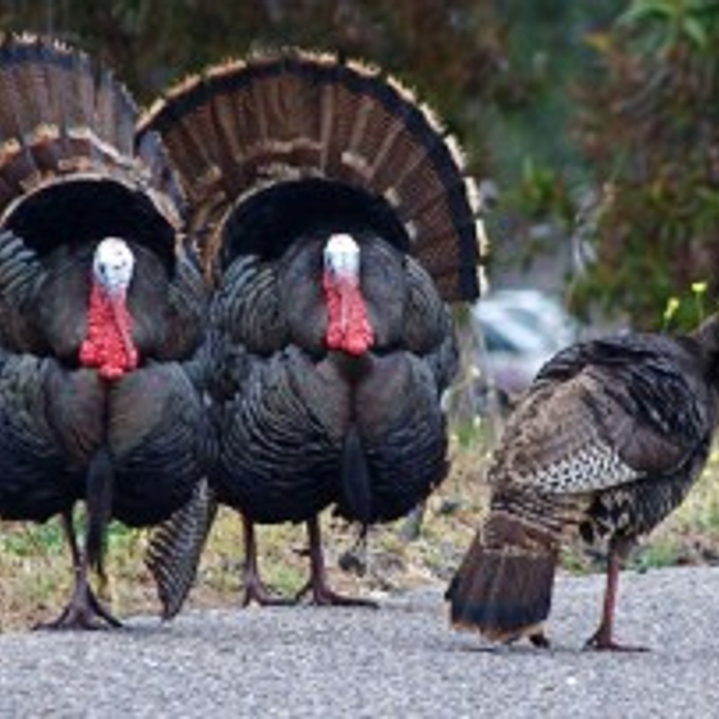 Nov. 25, 2015: Thanksgiving Show thumbnail