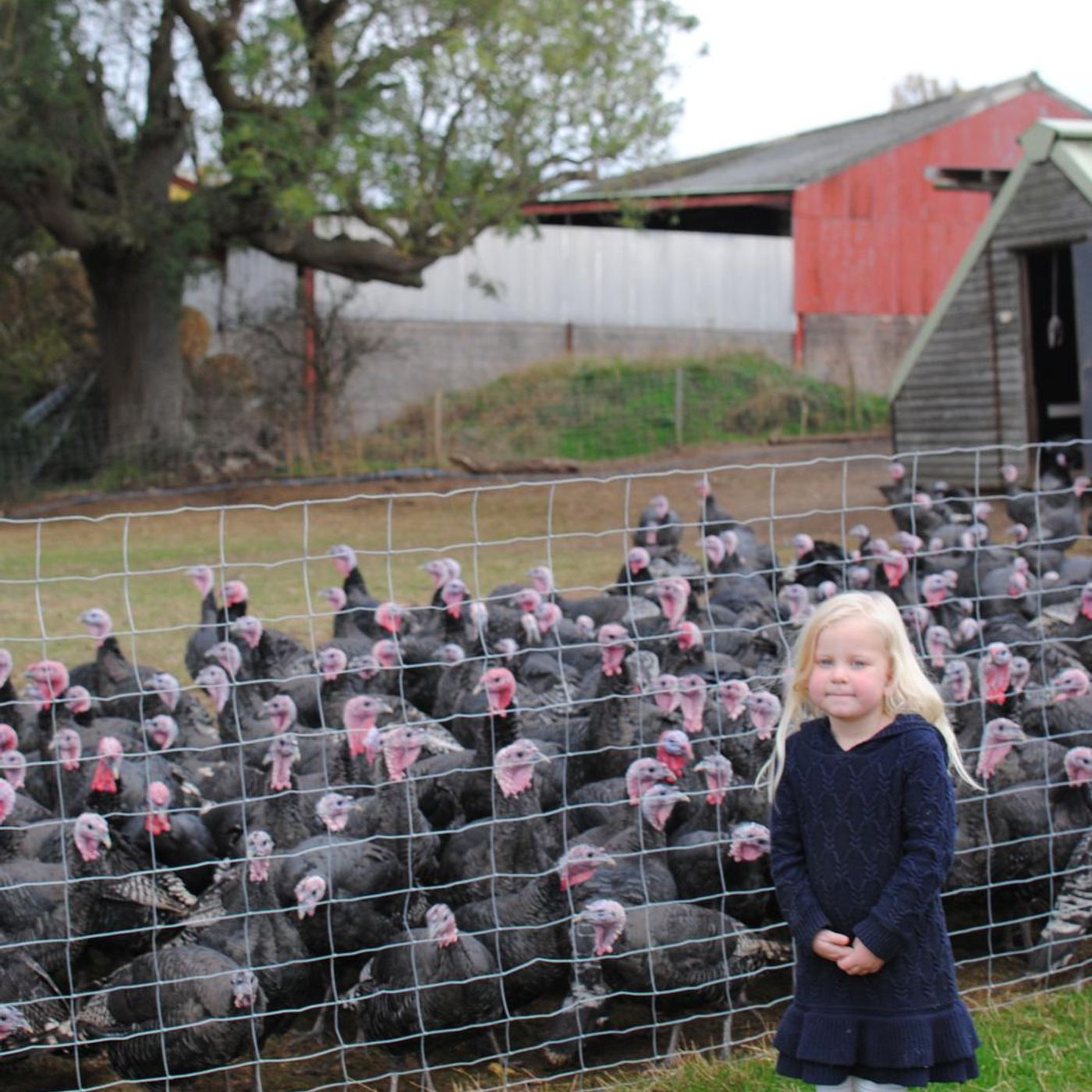 Christmas Turkeys