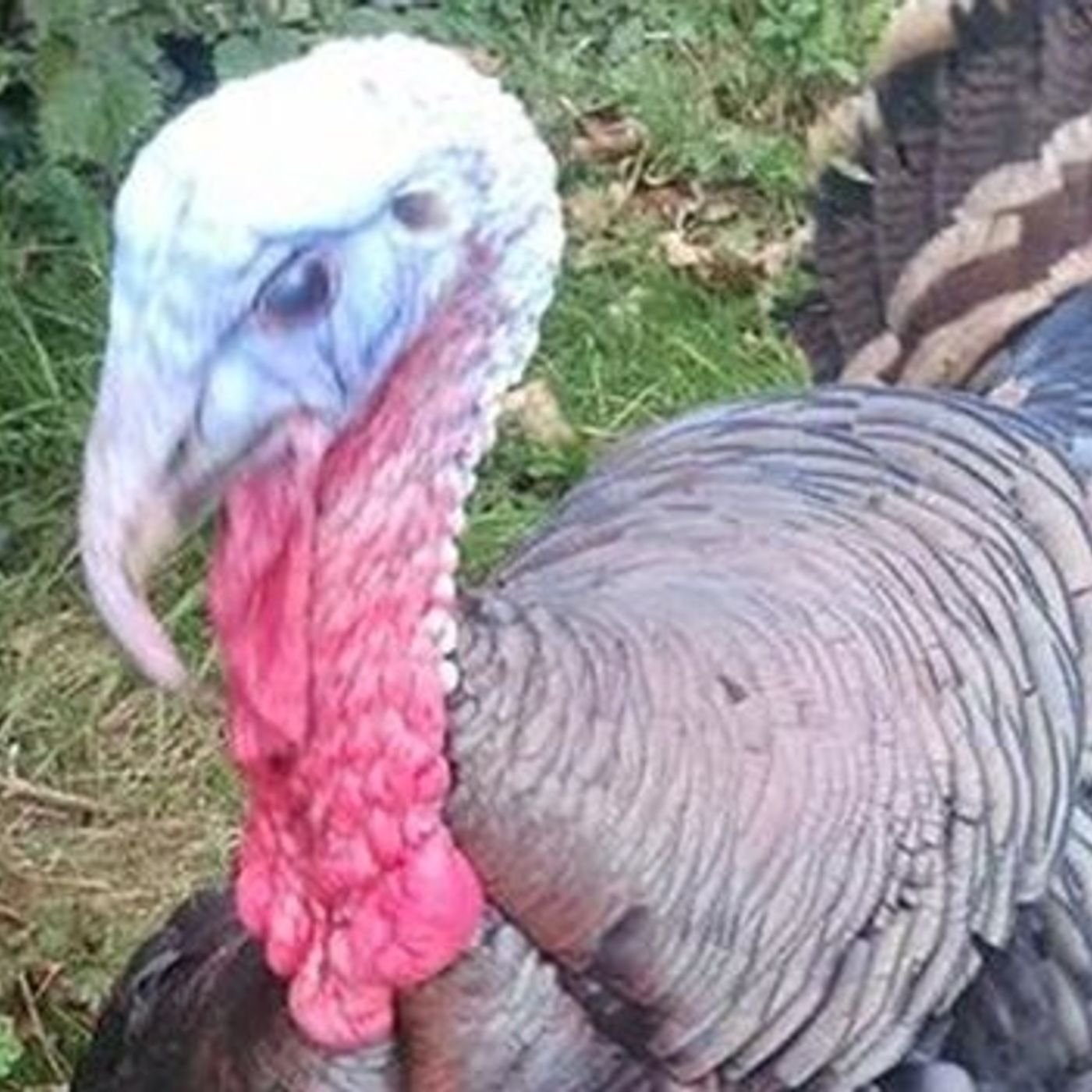 LISTEN - How an Armagh child rescued a turkey from becoming Christmas dinner. episode artwork