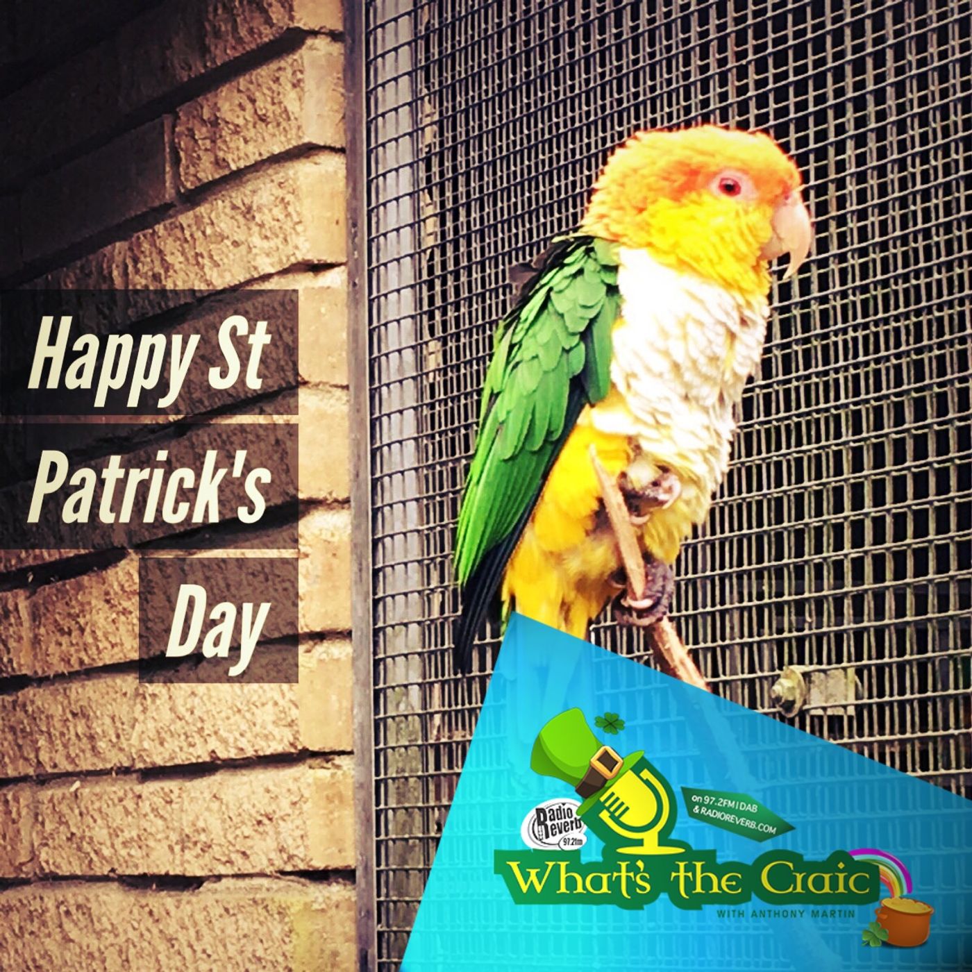 What do Brightonians think of St Patrick's Day? episode artwork