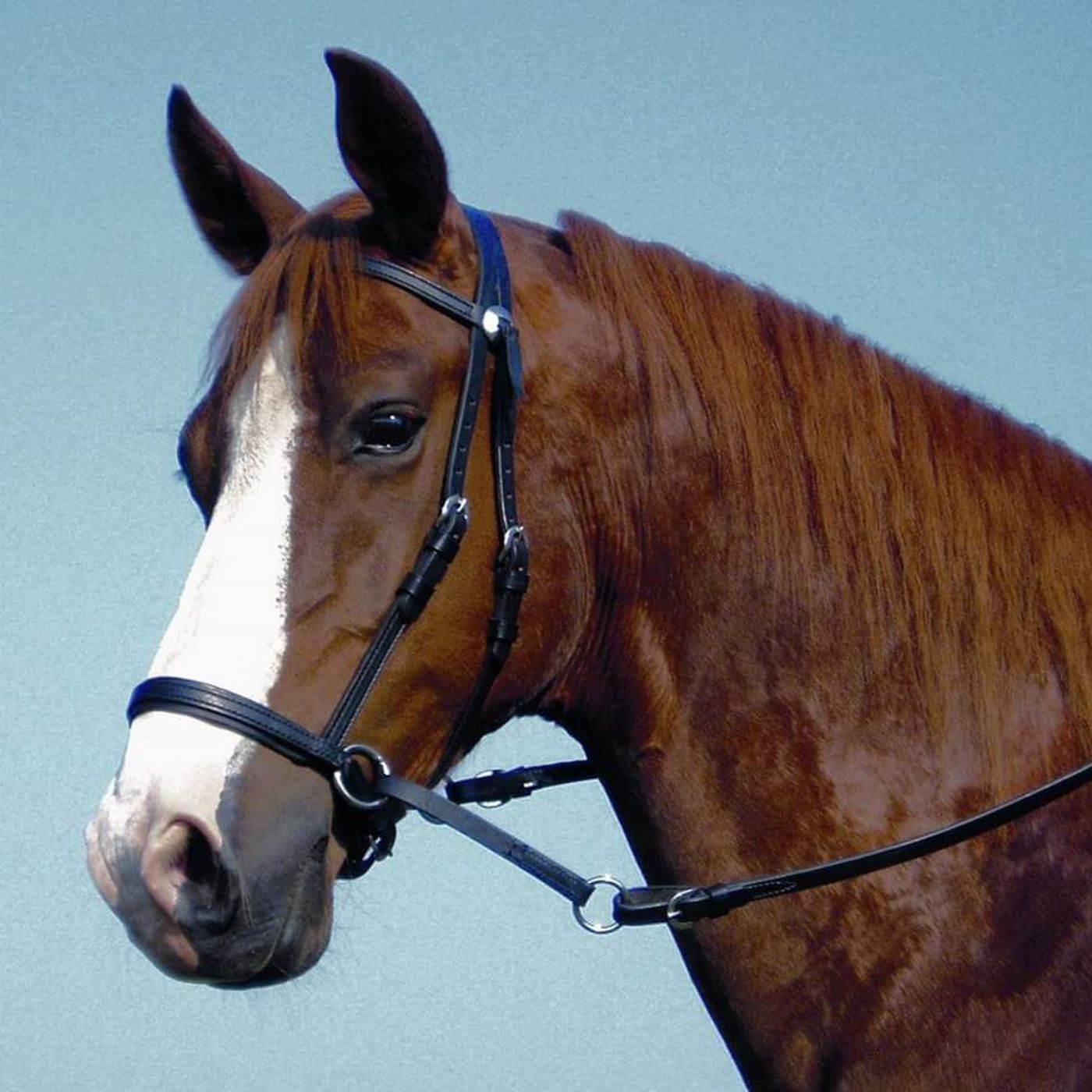 HorseSense Episode 10 - Bits and Bitless Bridles, Emeritus Prof. Bob Cook shares some astonishing information you probably didn't know