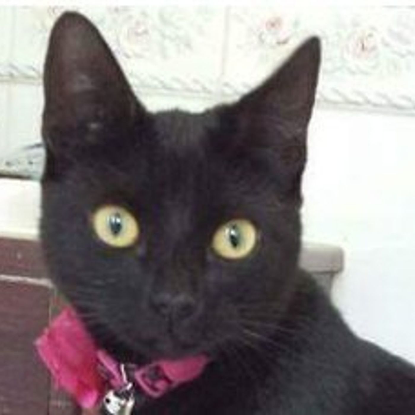 LISTEN: Police in #Limavady investigate after Carbonelle the cat was shot in the face episode artwork