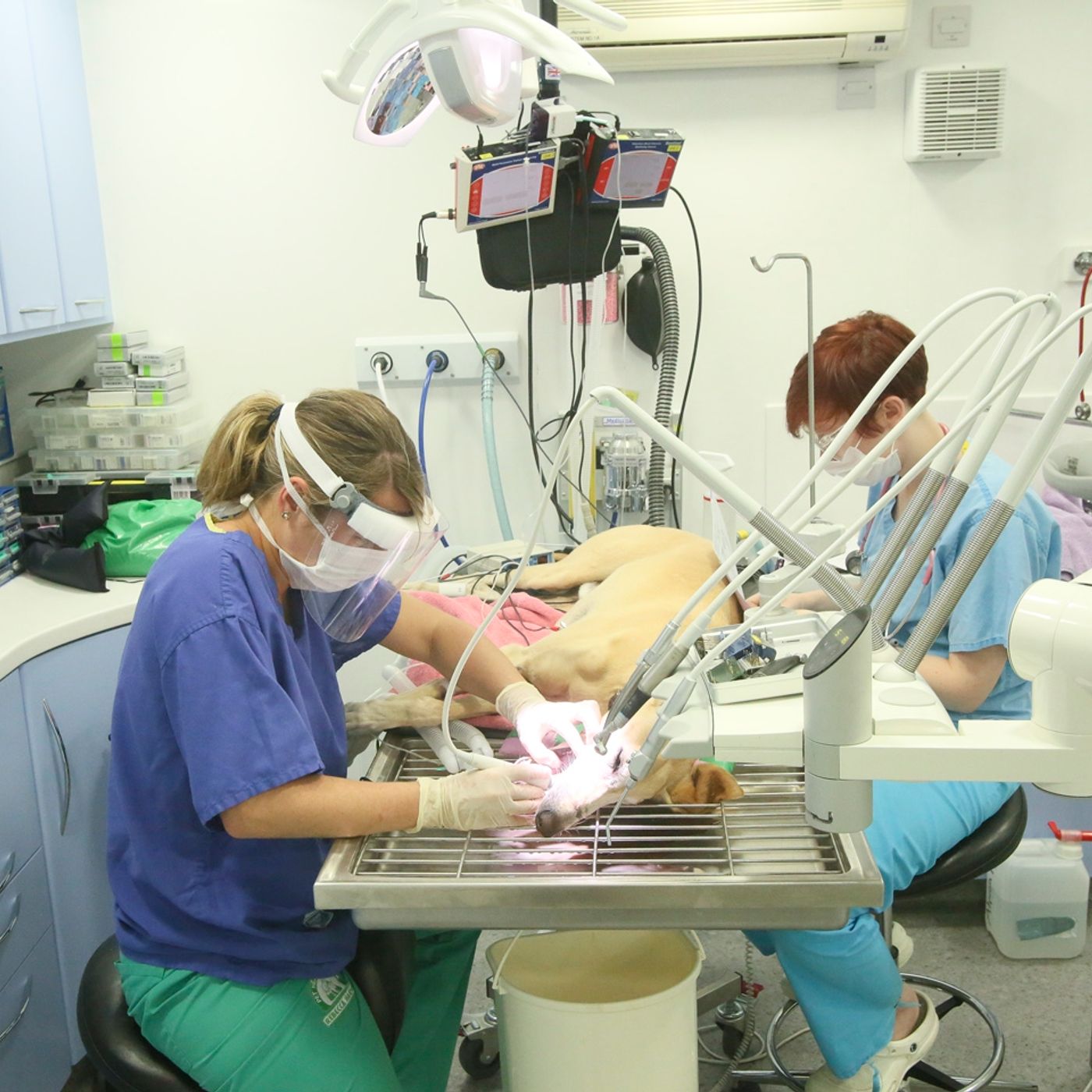 Keeping The Most Important Member of Your Family Safe with The Vet Hospital