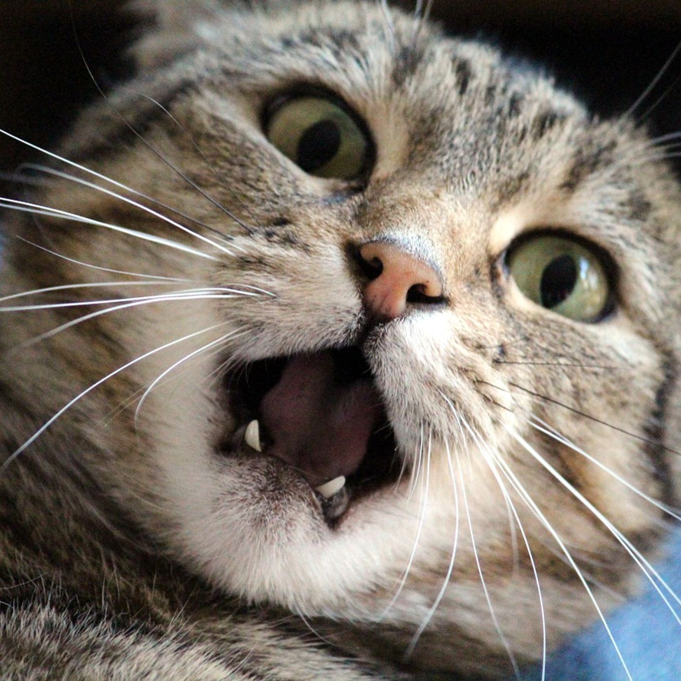 What you should be doing for your pet once a day - with Vet Hospital
