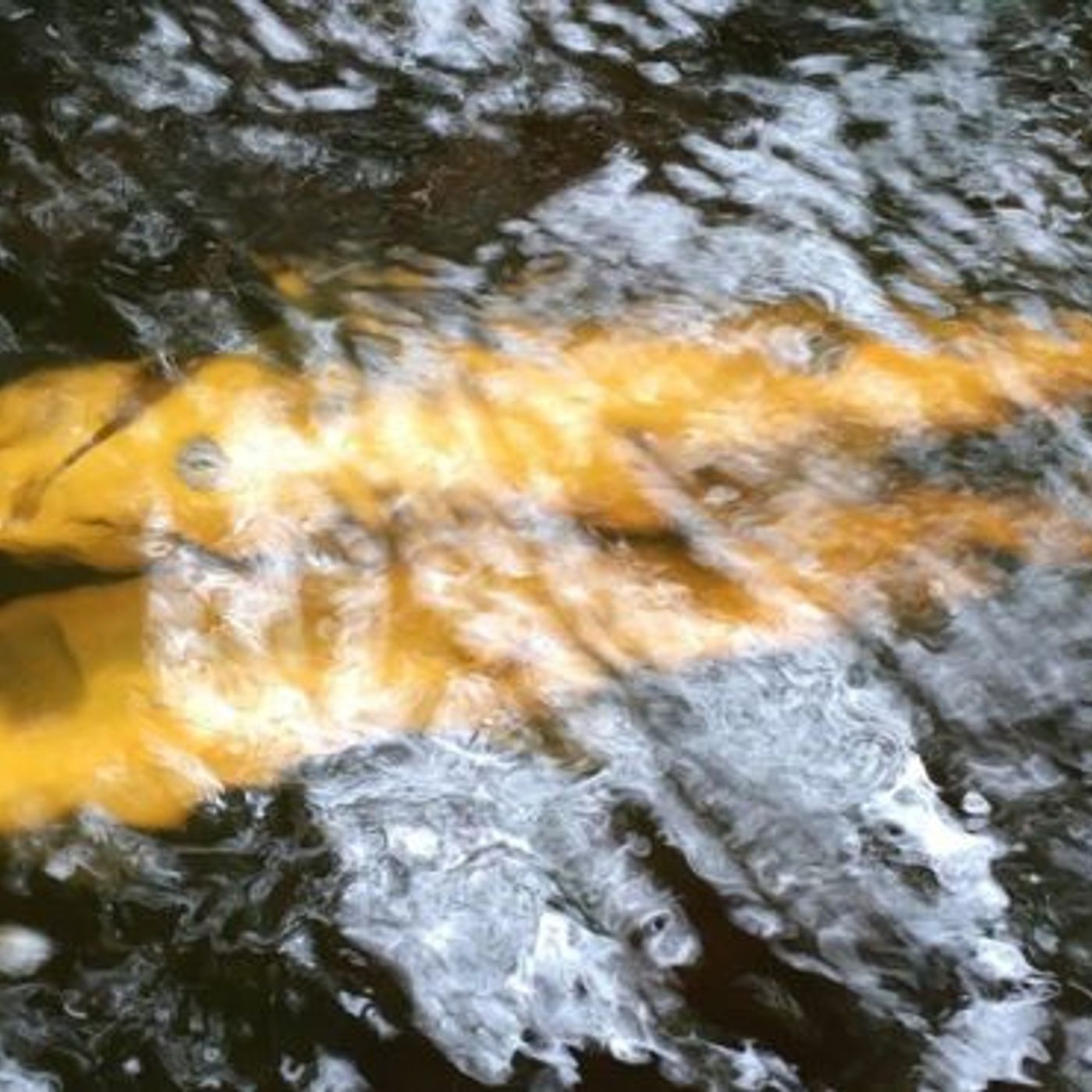 River Pollution: One of the last men to salmon fish in the Foyle fears stocks may never return episode artwork