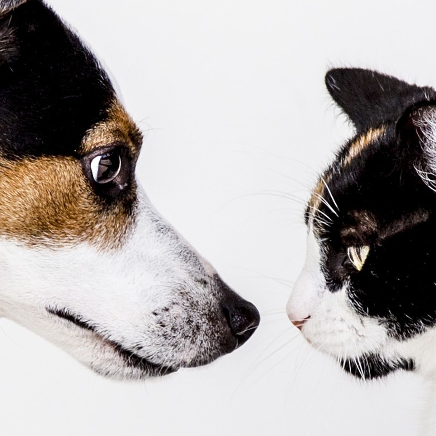 Hot Dogs and Sunburnt Cats - with The Vet Hospital