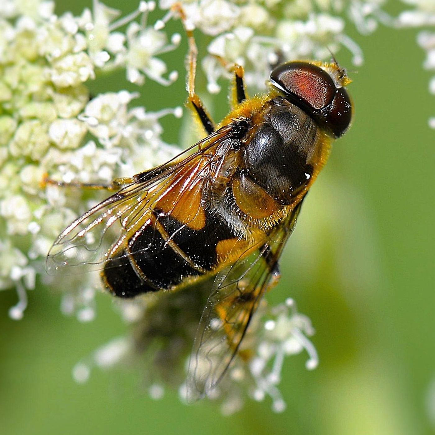 What's all the buzz about?