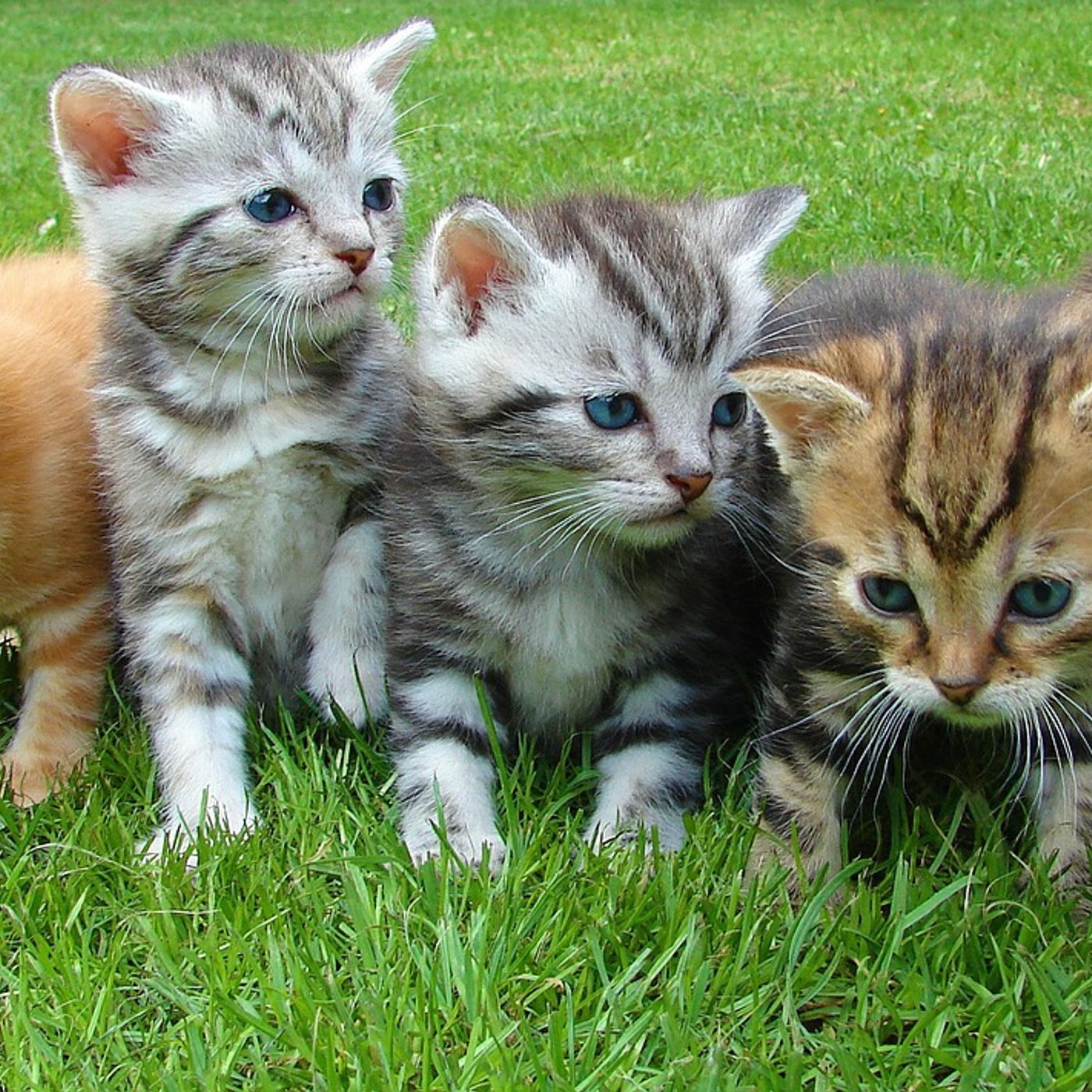Should your pet be neutered or not? with The Vet Hospital