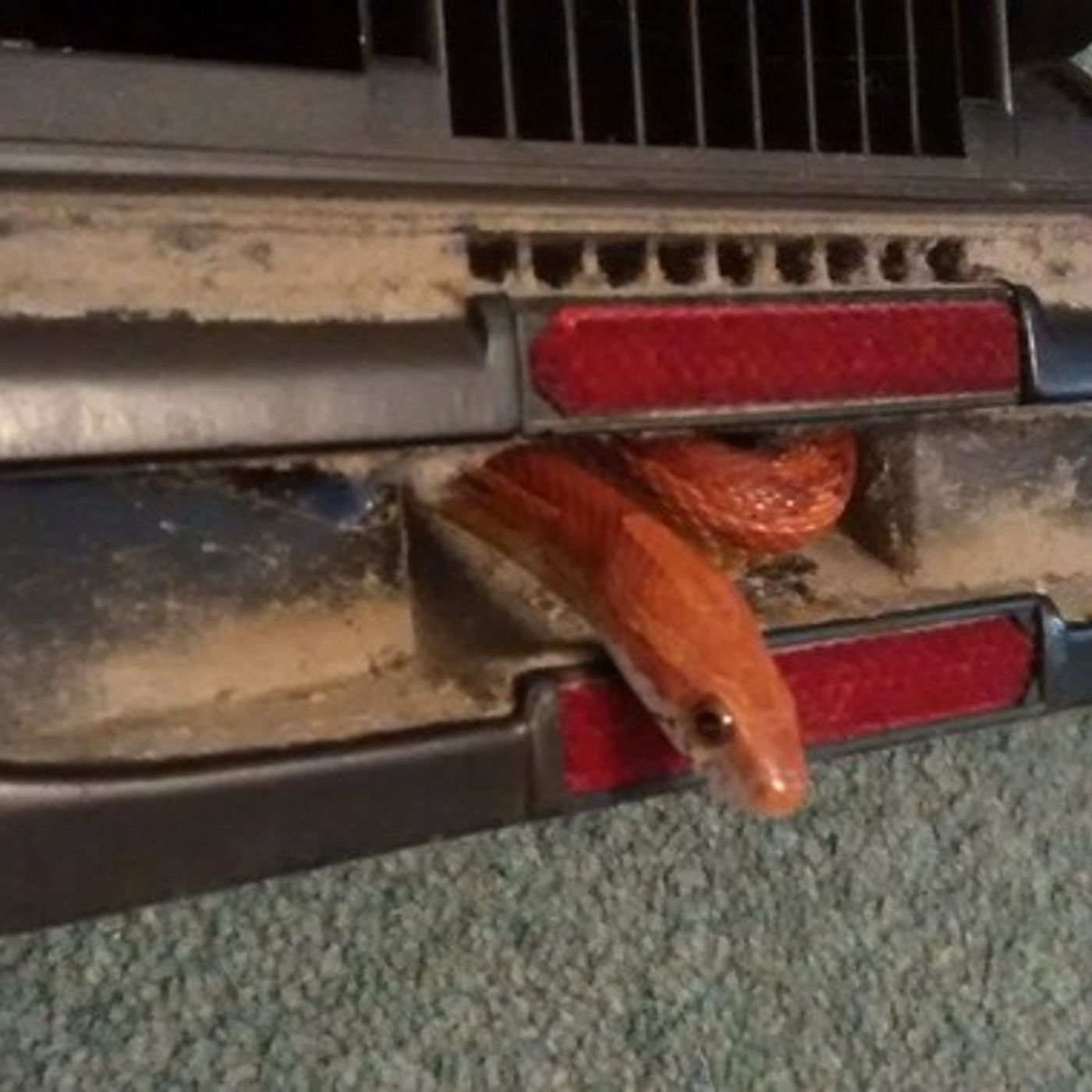 There's a snake in Boroughbridge!