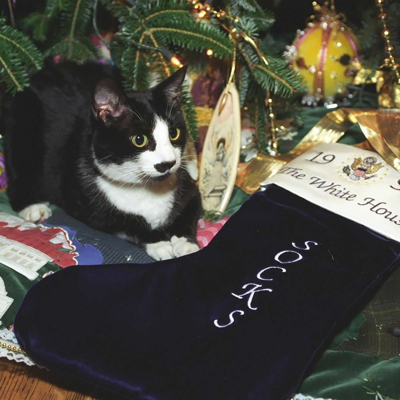 Christmas dangers that could kill your pet - with Vet Hospital