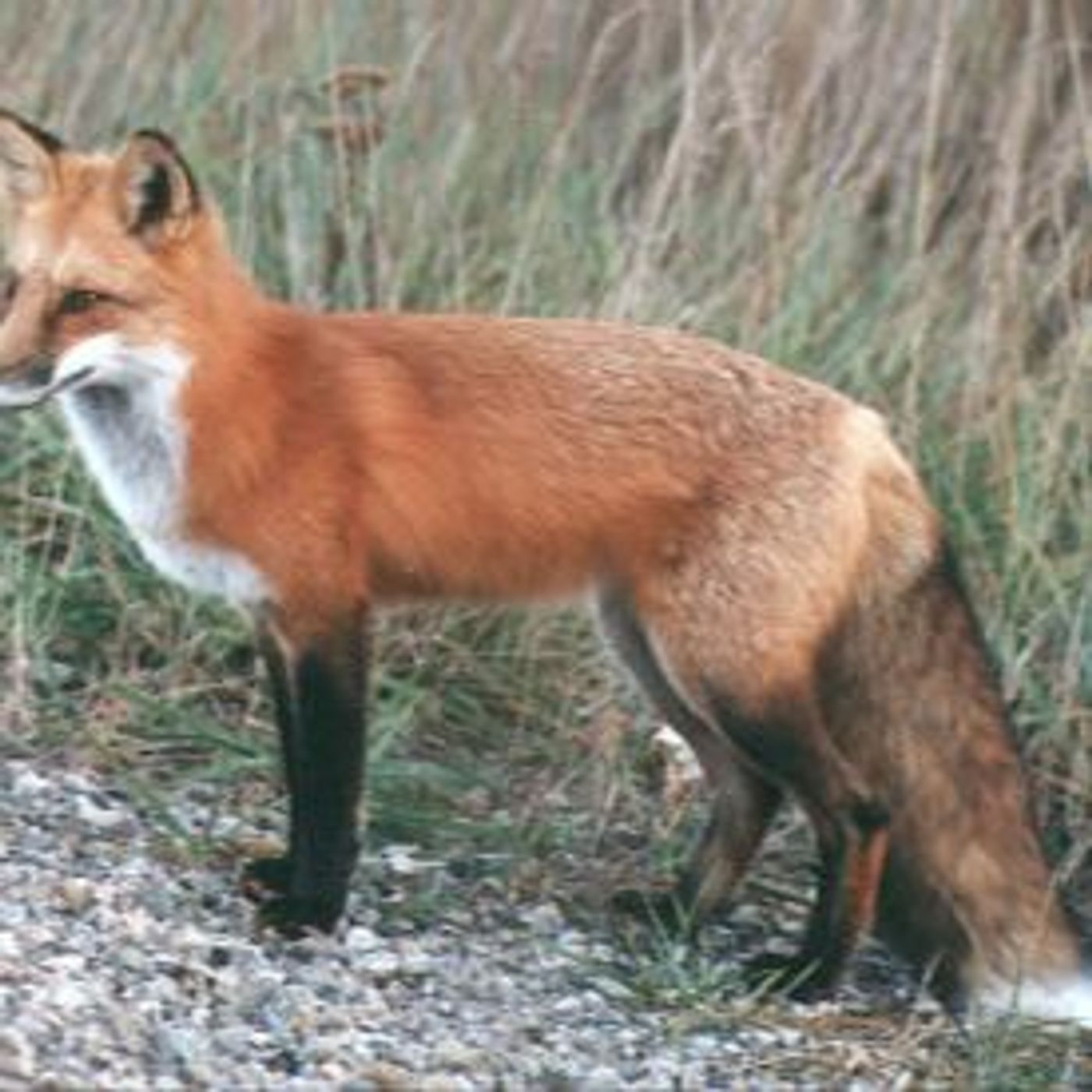 Fox Task Force inquiry referred to Integroty Commission episode artwork