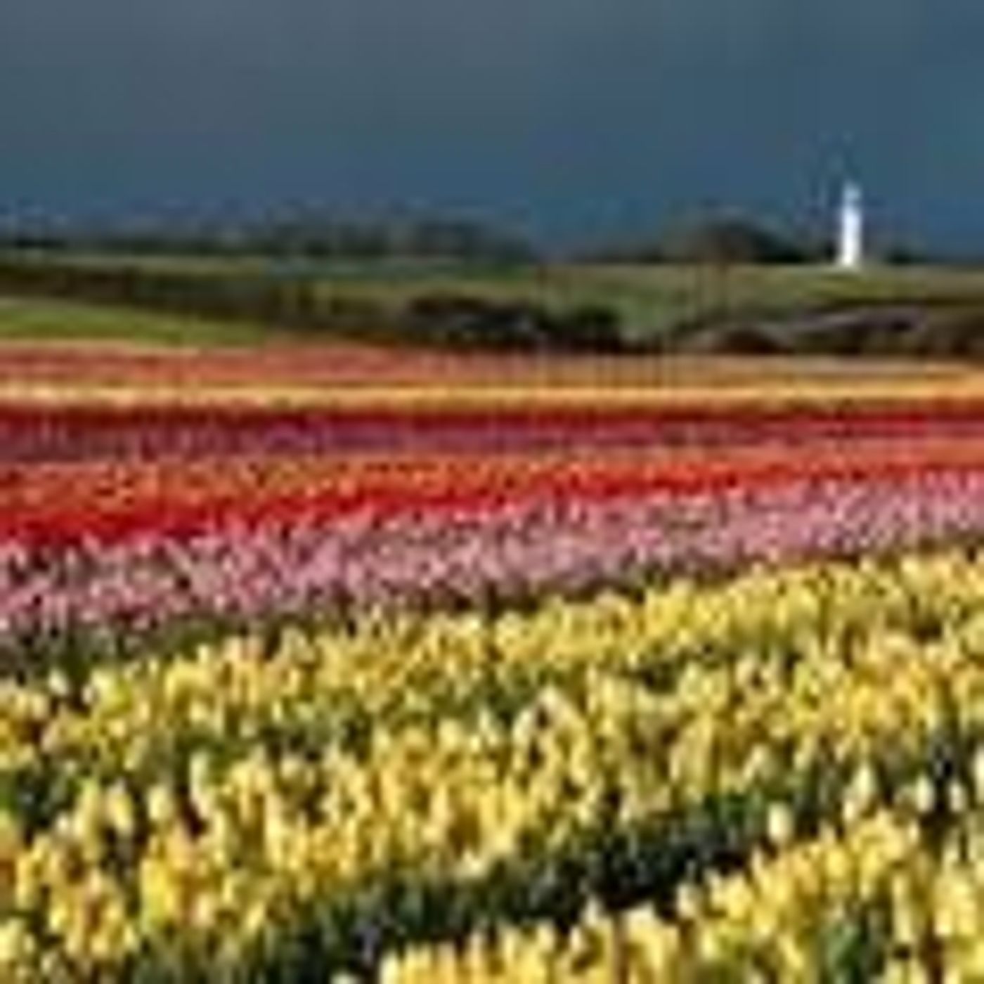 Bloomin Tulips 2016 Chantelle French episode artwork