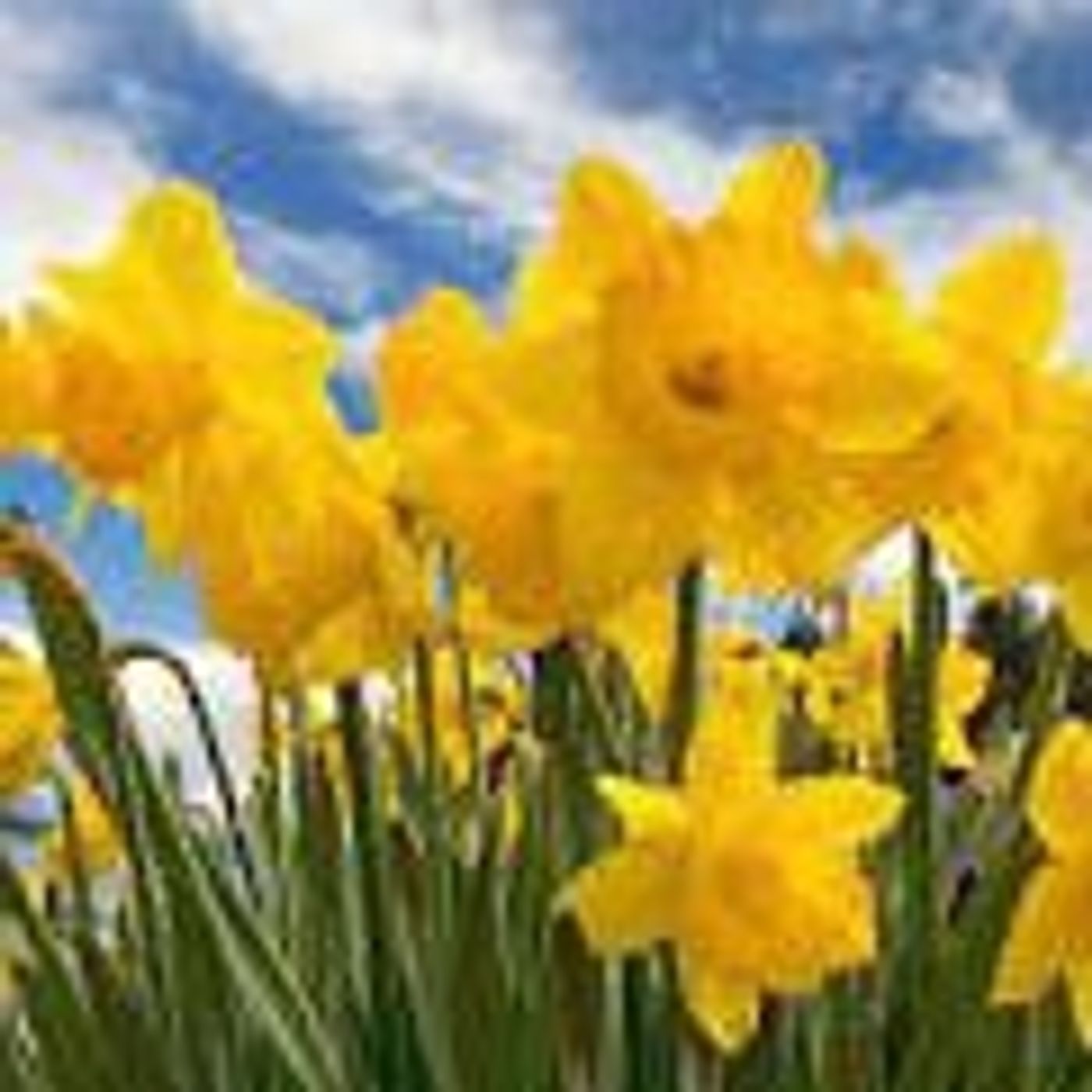 Daffodil Flower Fair Kay Nichols episode artwork