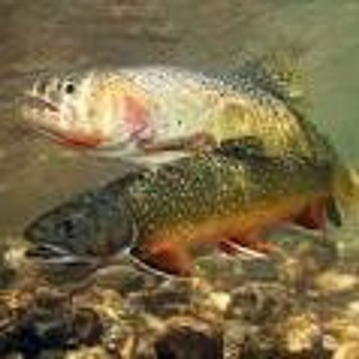 Bob Duncombe Fishing Sept 9 episode artwork