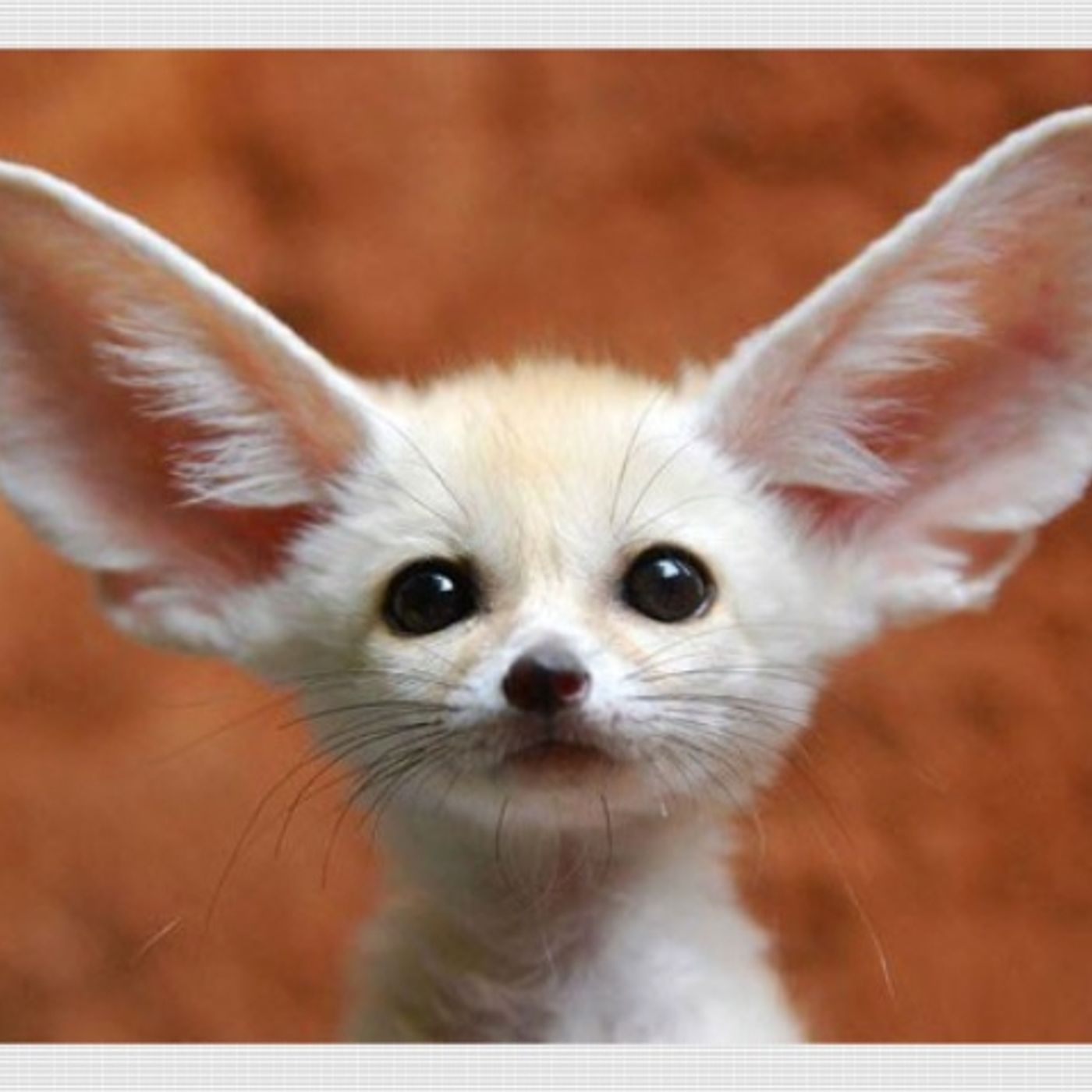 You could lose weight by cleaning you ears...? Really? thumbnail