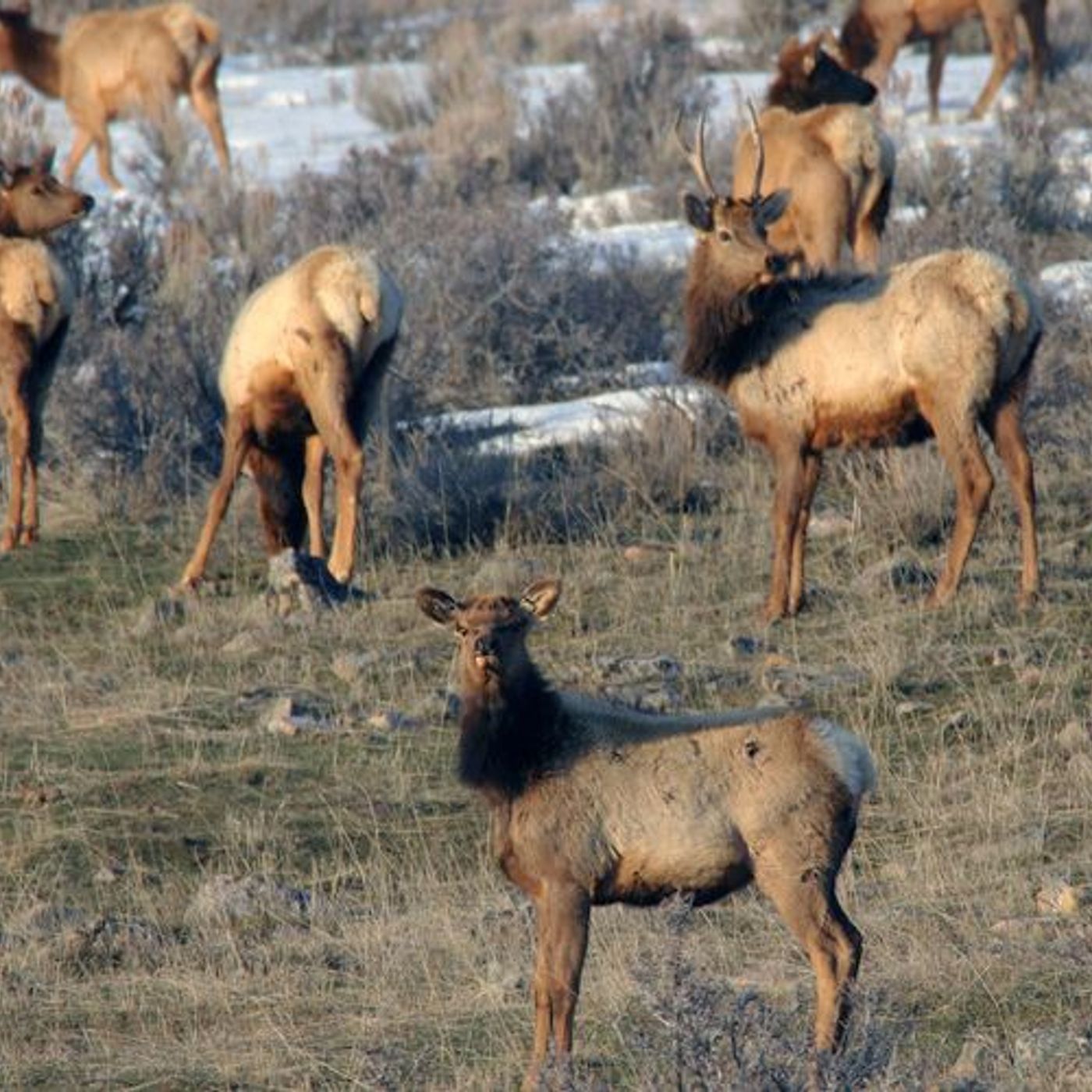 State wildlife agents boost winter range patrols episode artwork