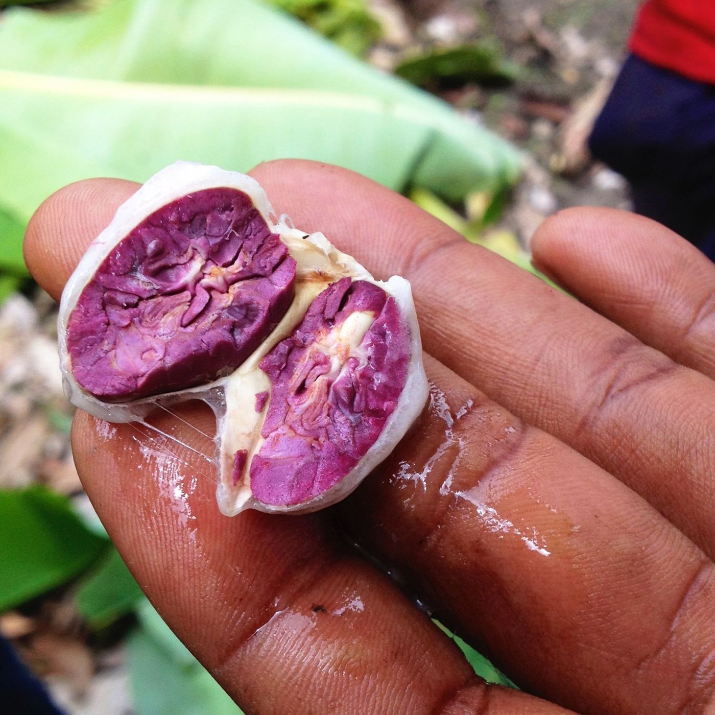 The Slow Melt: A podcast about chocolate