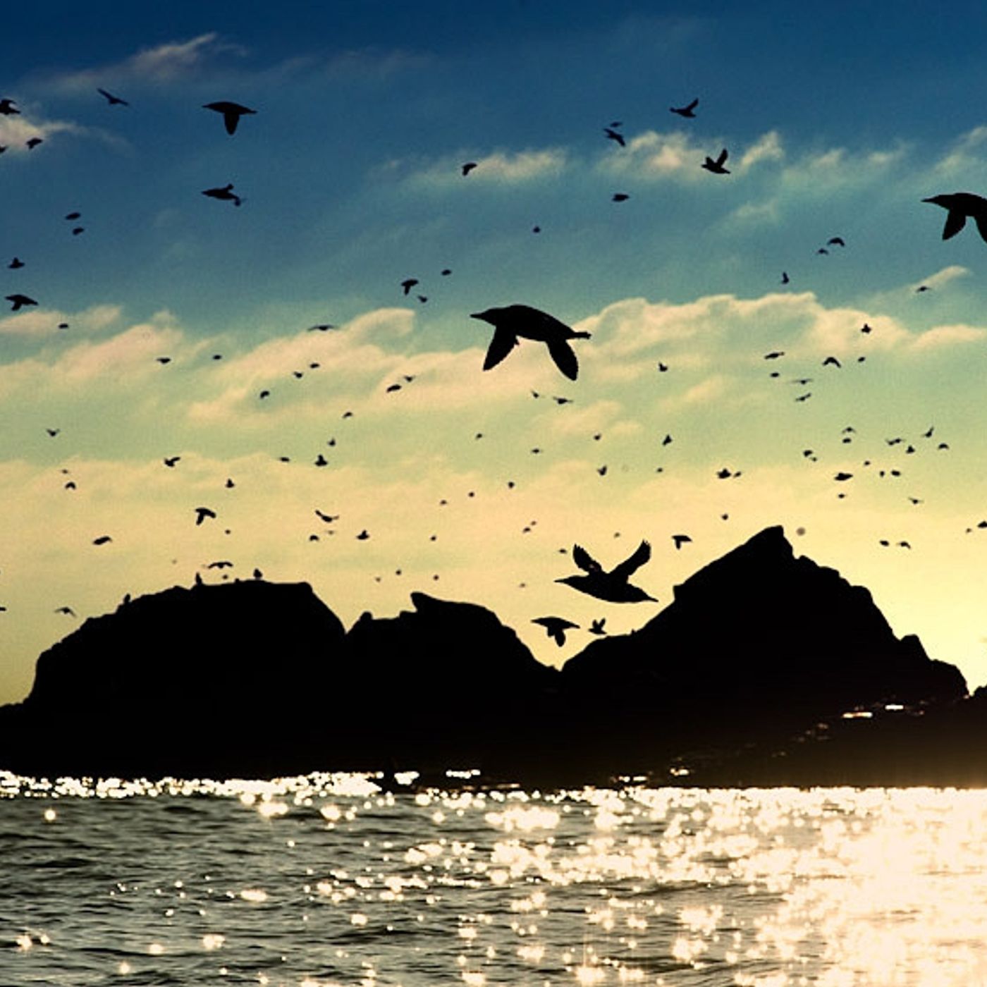 22. TNW Saltee wildlife episode artwork