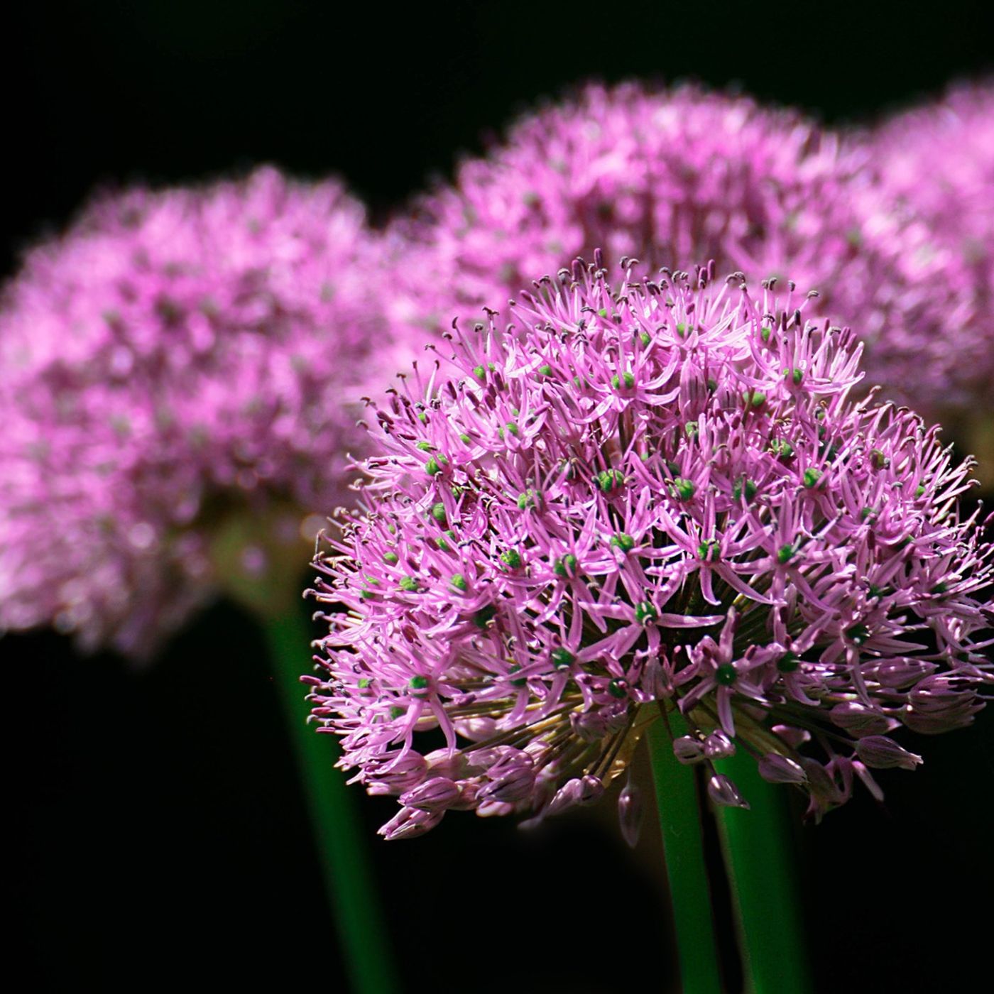 It's GOLD for Colour your Garden at the Spring Flower Show
