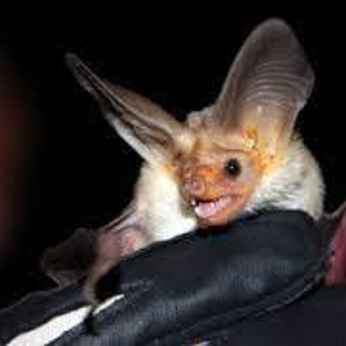 Utah authorities warn of rabid bats after an 8th tests positive episode artwork