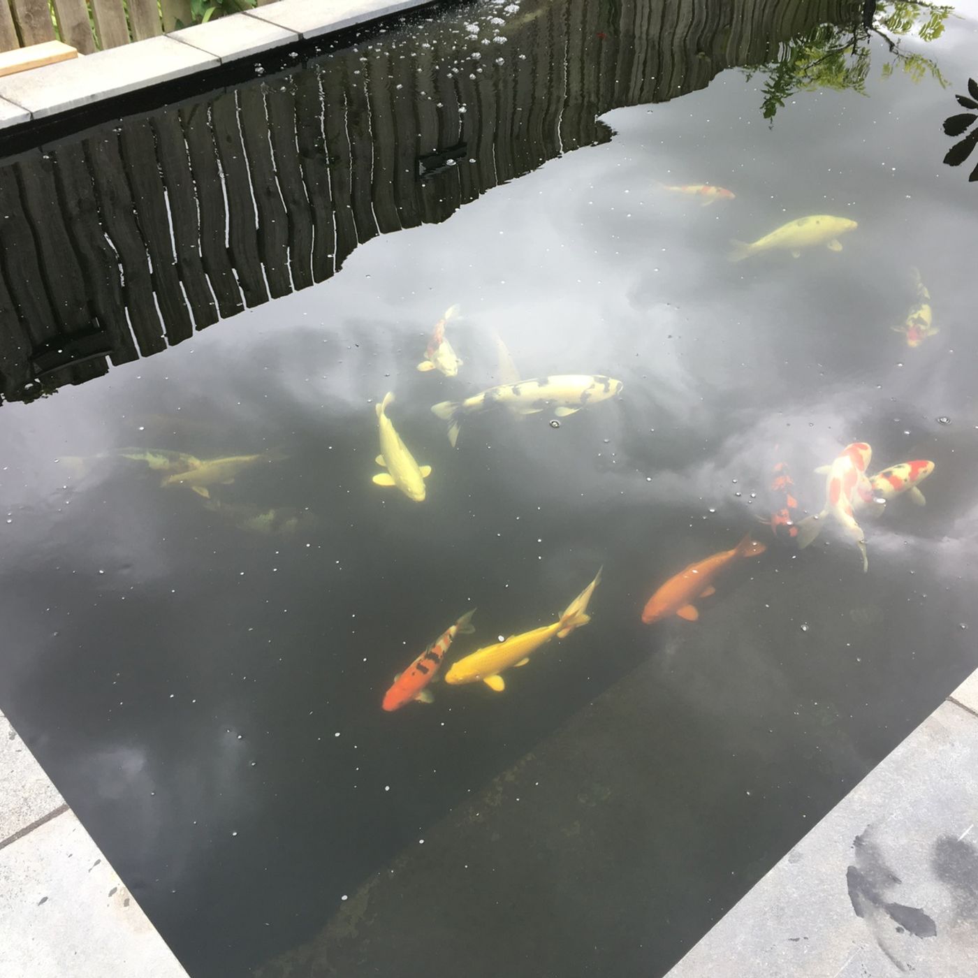 It's a pond life for Aquascapes and Landscaping