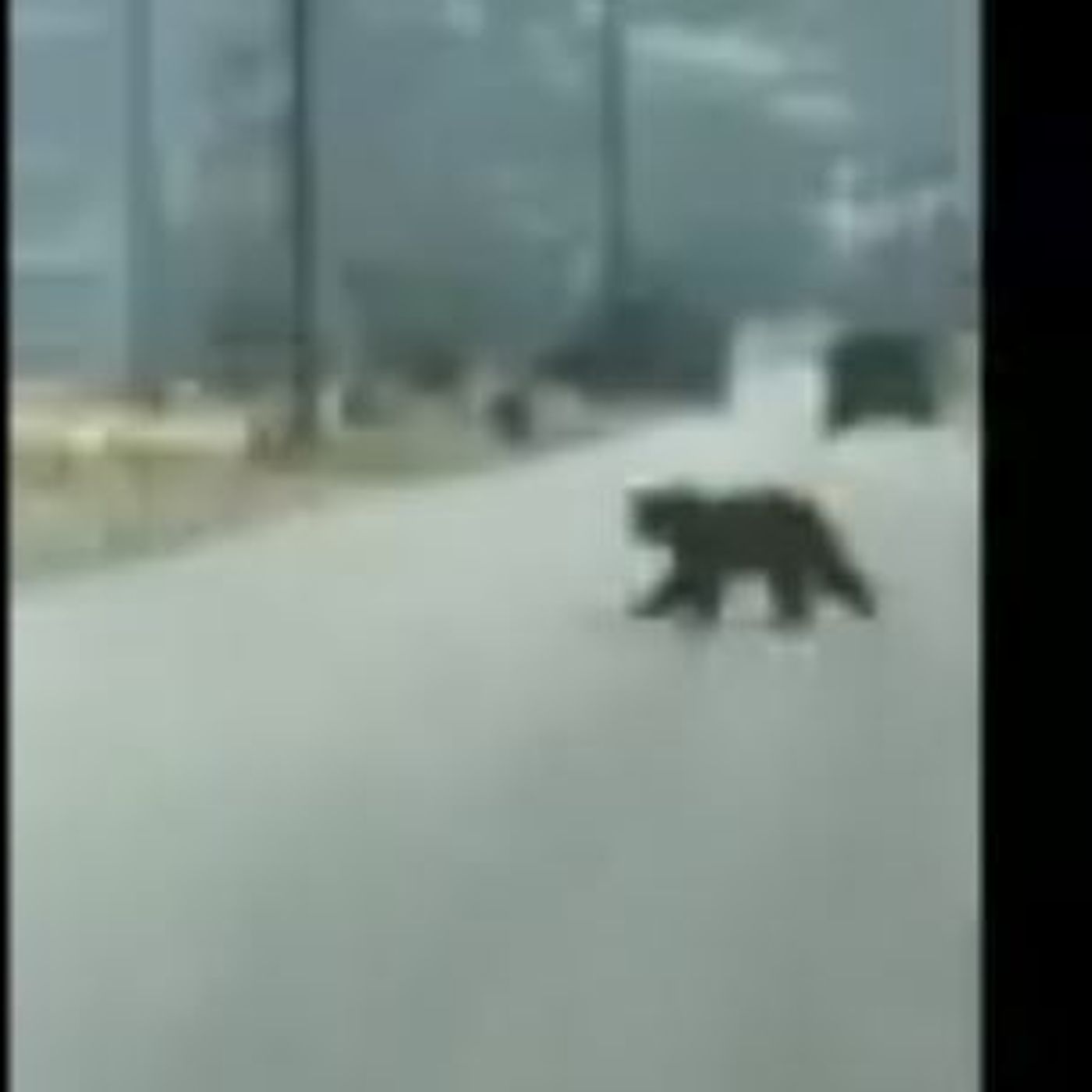 Wildlife officials: little concern about bear sighting in Mapleton episode artwork