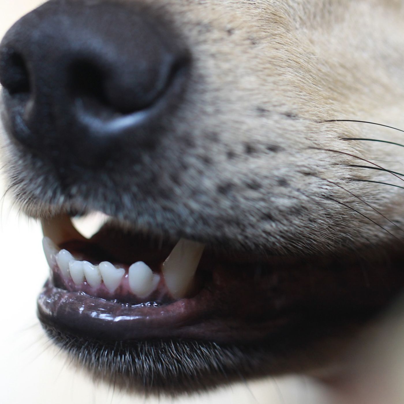 Has your pet been poisoned? Has your pet been poisoned?