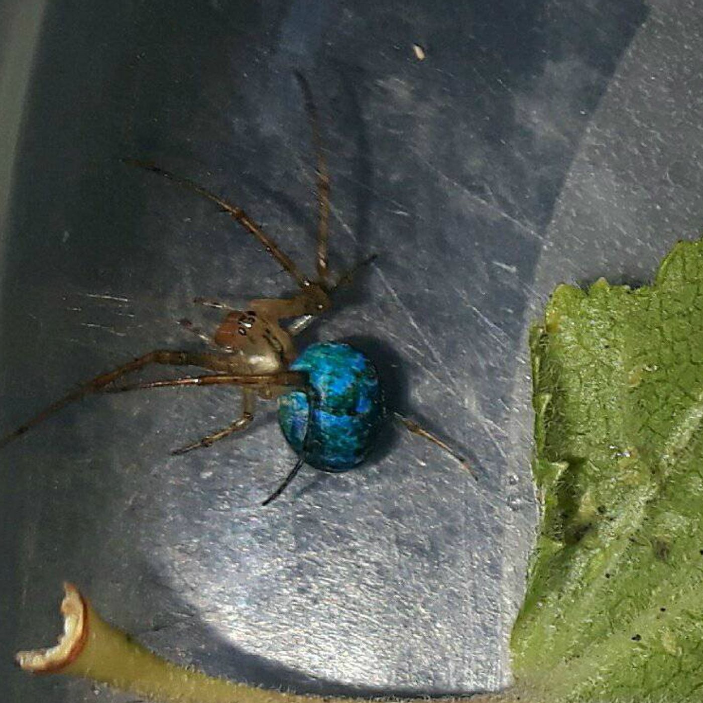 Strange blue spider found - 4th Oct