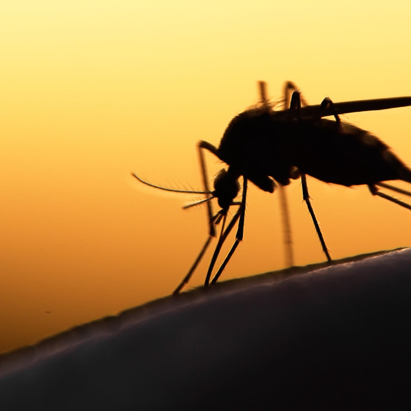 Dramatic rise in West Nile cases in Utah episode artwork