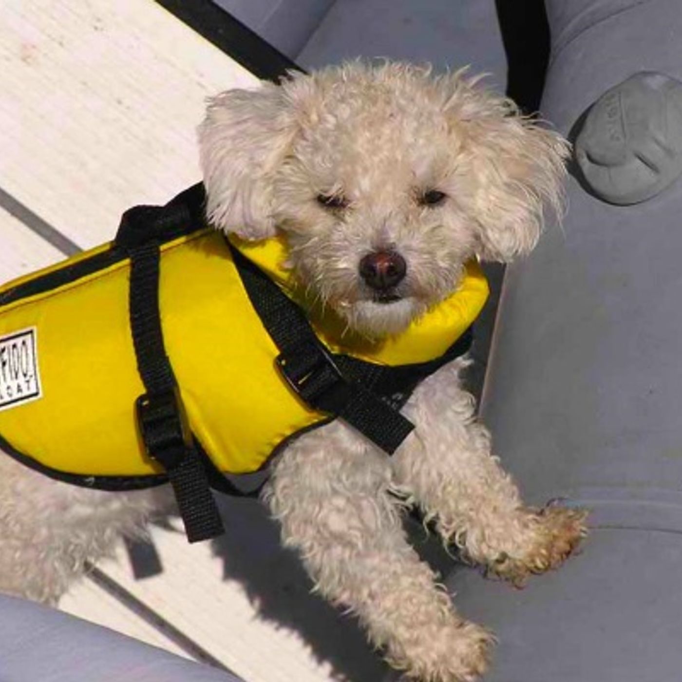 Boat Radio – The Boat Galley – 53. Should you take a dog cruising?