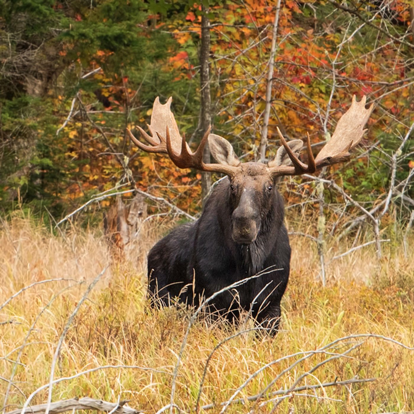 Wildlife officials say moose more aggressive this time of year episode artwork
