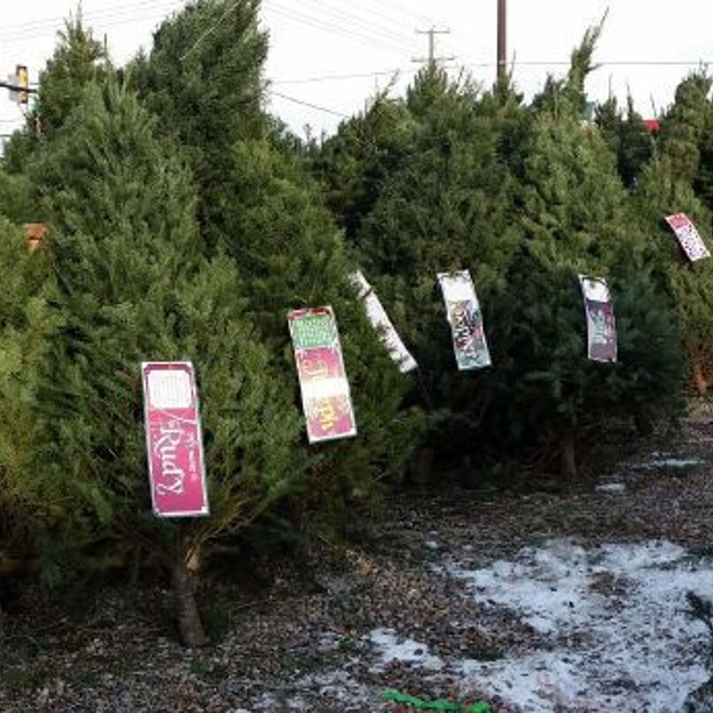 UDOT: Some Christmas Trees never make it home episode artwork