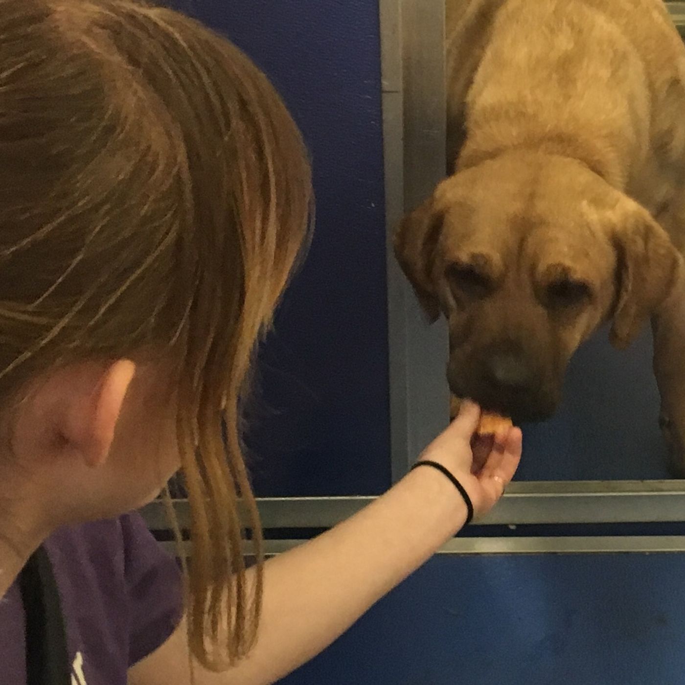 Dogs saved from Korean meat market come to Utah episode artwork