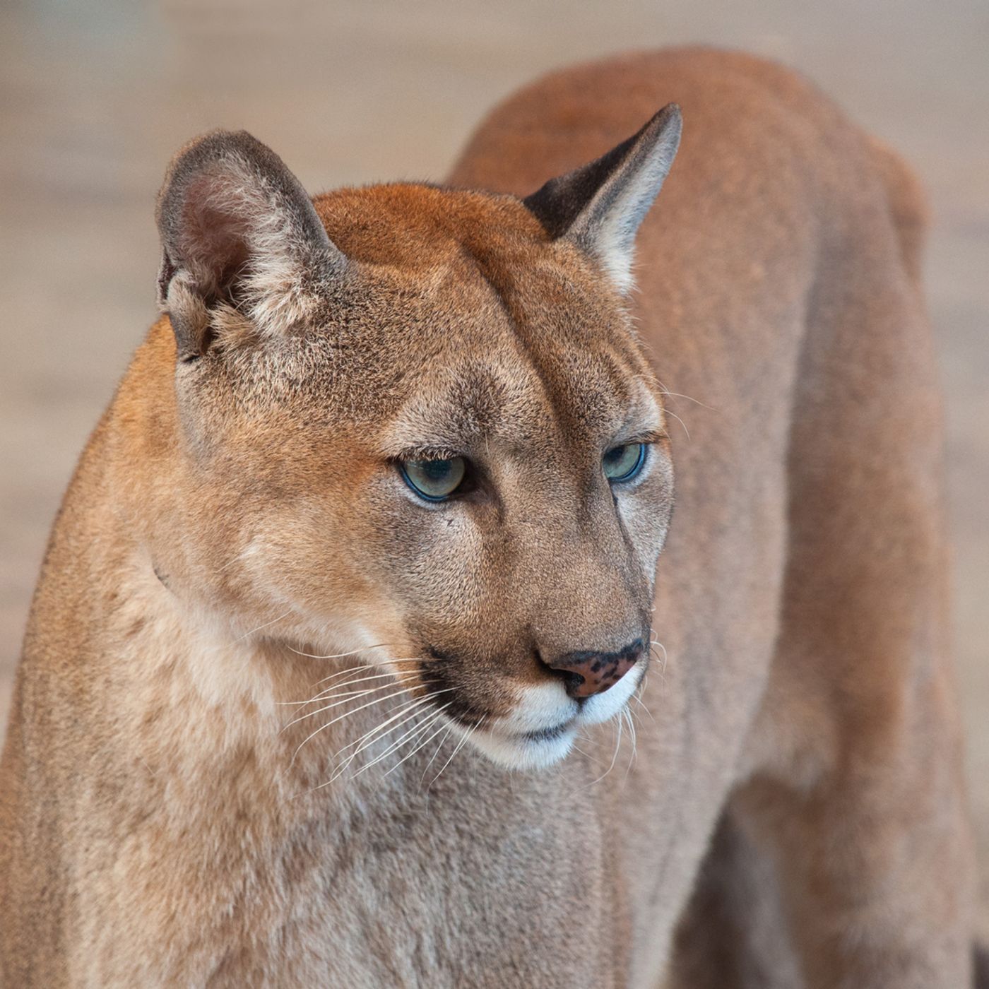 Hunter reportedly tried to get cougar carcass on airplane episode artwork