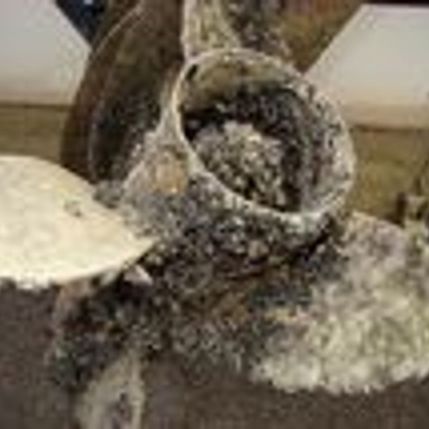 UT reservoir free of quagga mussels episode artwork